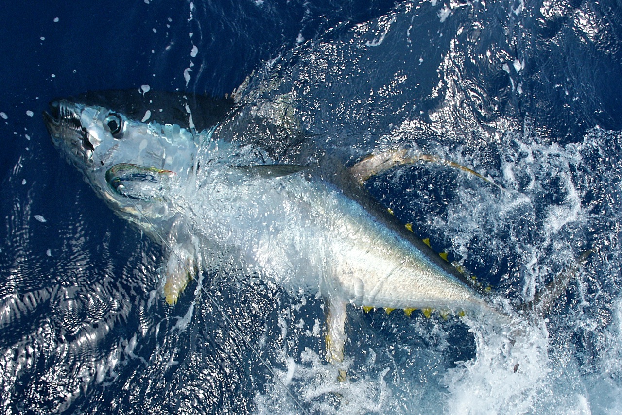 Fish in the water [Atlantic Fishing Charter]