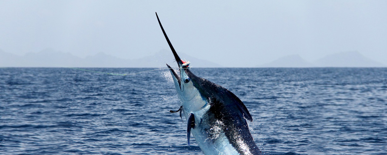 Marlin - Fish - Hook [Atlantic Fishing Charter]